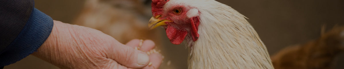 Friandises pour poules