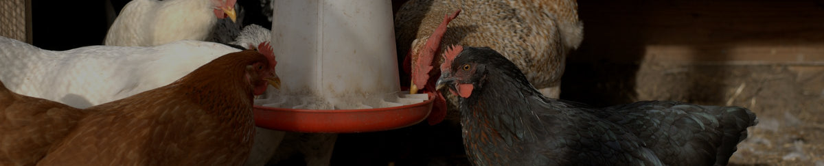 Mangeoires automatique/manuelles pour poules