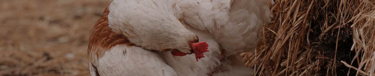 Litière & paille pour poules