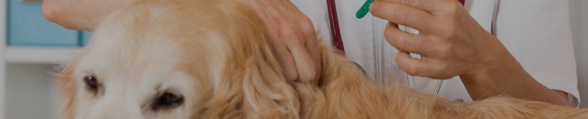 Antiparasitaires pour chien