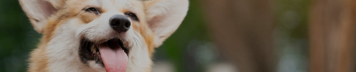 Accessoires antiparasitaires pour chien