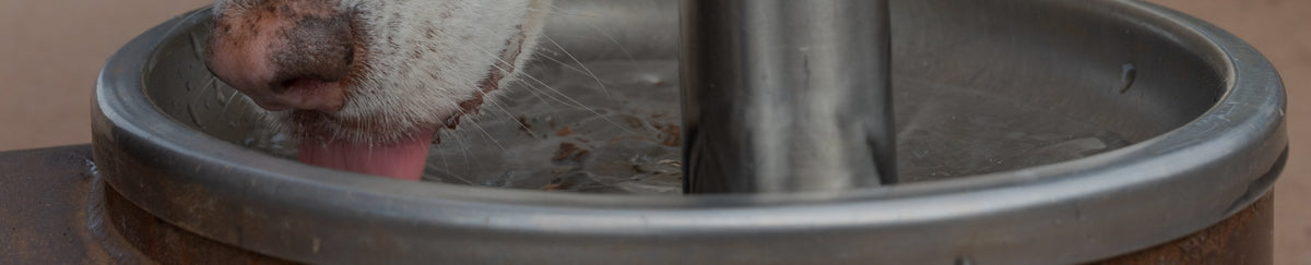 Fontaines à eau pour chien