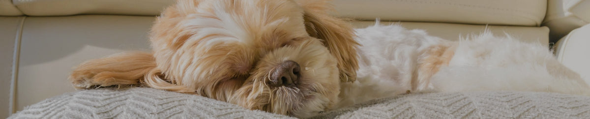 Entretien de la maison pour chien