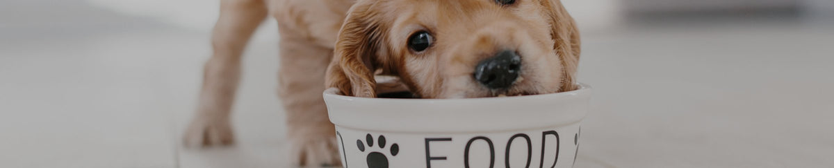 Pâtée pour chien