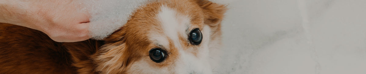 Soins & hygiène pour chien