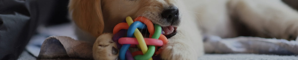 Jouets ultra-résistants pour chien