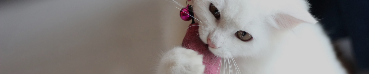 Accessoires chats