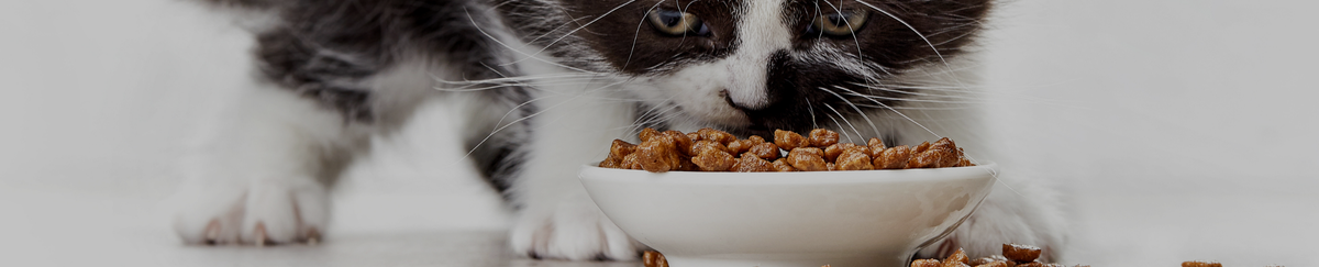 Aliment bio & naturel pour chat
