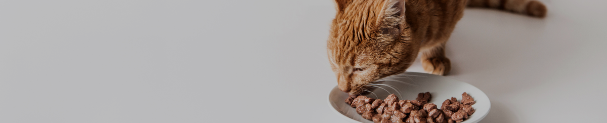 Pâtée pour chat
