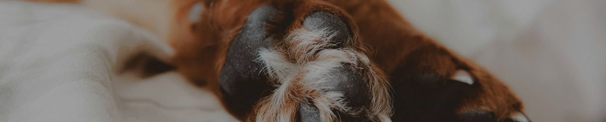 Traitement articulations pour chien