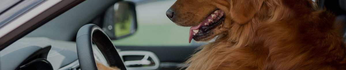 Accessoires voitures (rampes, housses, barres de coffres) pour chien