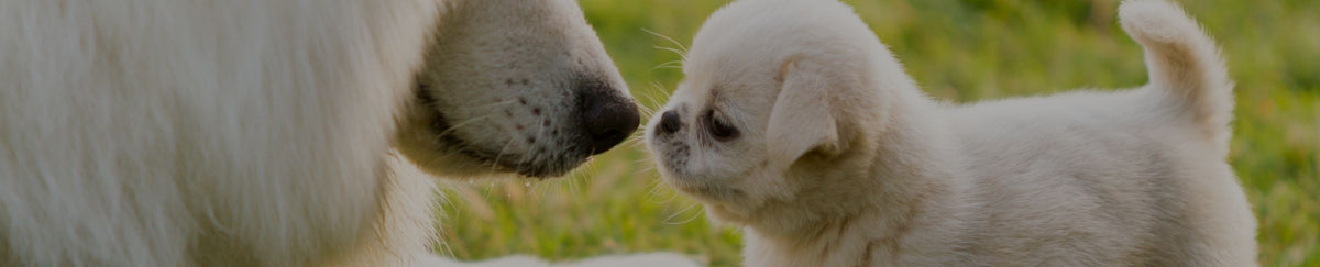 Traitement croissance pour chien