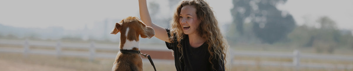Dressage et sécurité pour chien