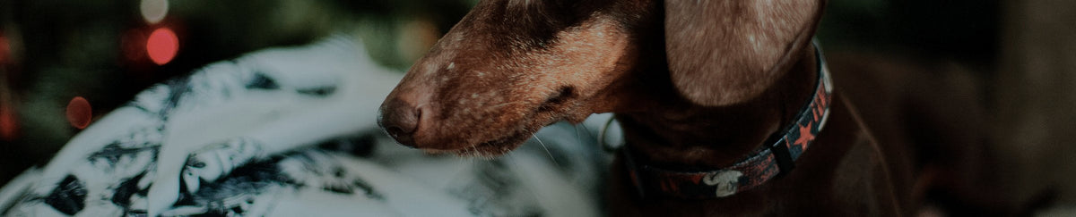 Colliers lumineux et réfléchissants pour chien