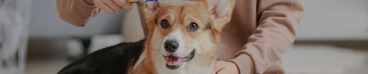 Accessoires de soin pour chien