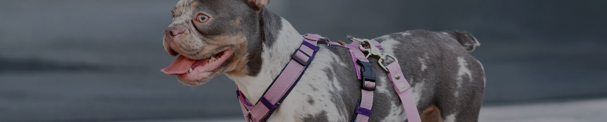 Harnais & laisses pour chien