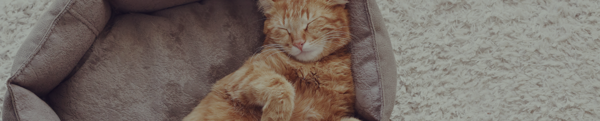 Coussin pour chat