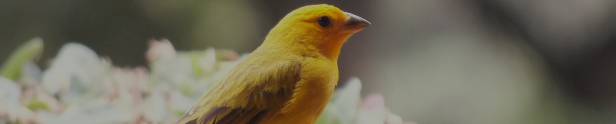 Produits pour oiseaux