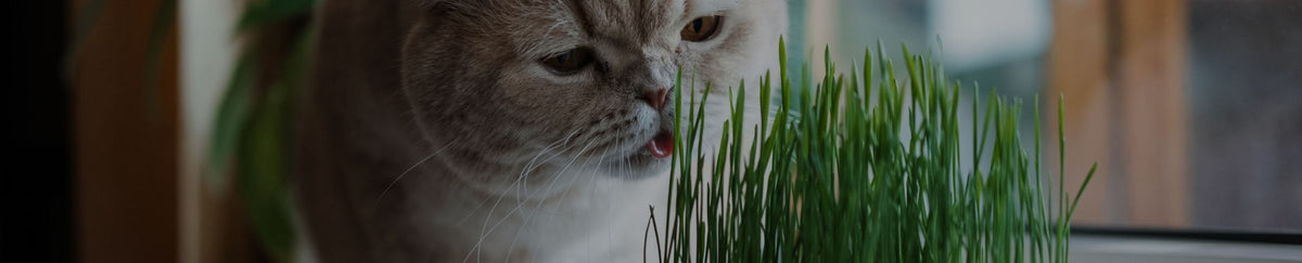 Traitement boules de poils du chat