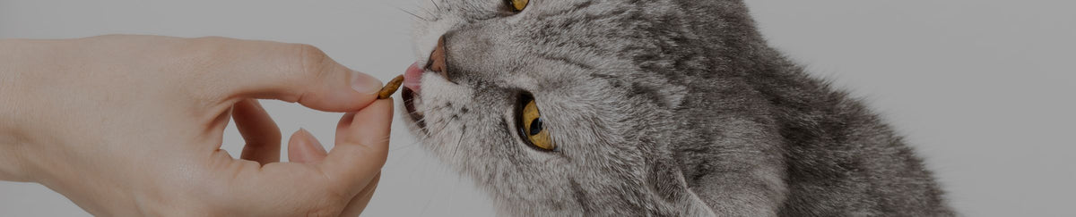 Traitement vitamines et minéraux du chat