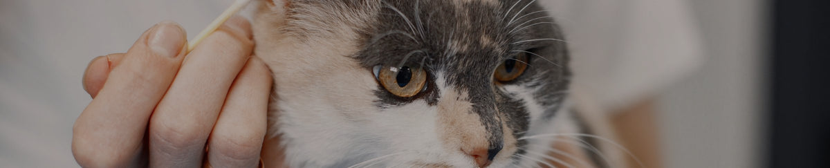 Soins spécifiques pour chat