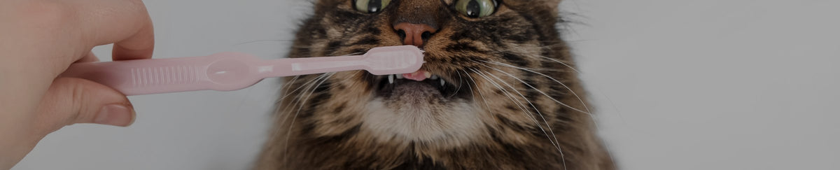 Produits d'hygiène bucco-dentaire pour chat