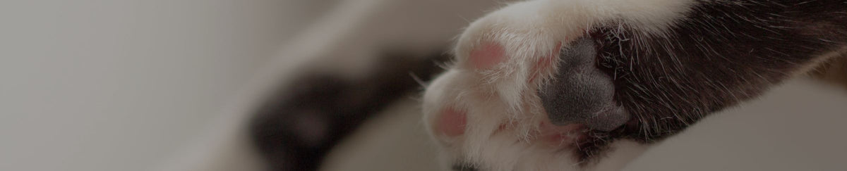 Traitement articulation du chat