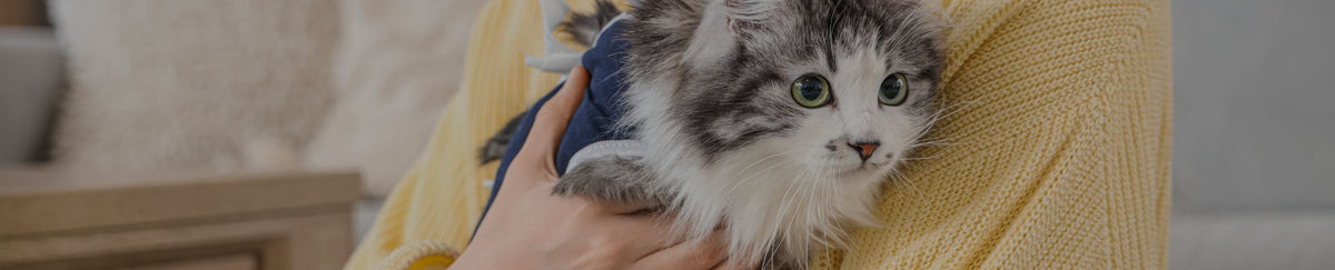 Traitement pour chat stérilisé