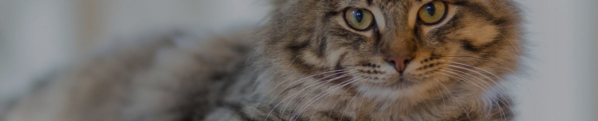 Antiparasitaires pour chat