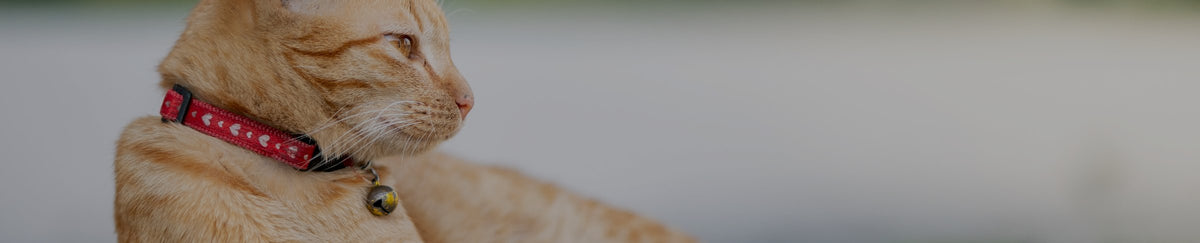 Colliers pour chat