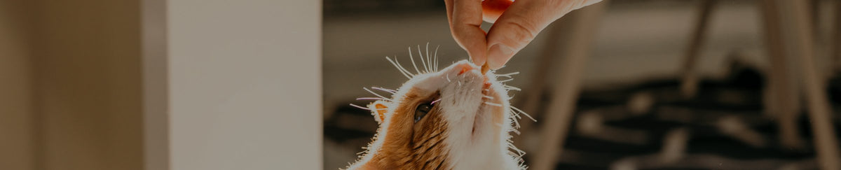 Herbe à chat (Cataire)