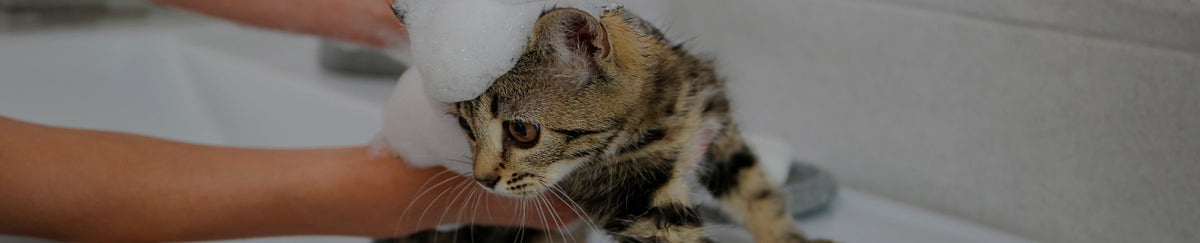 Shampoing & toilettage pour chat