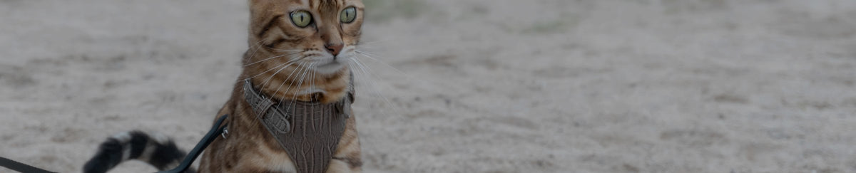 Laisses pour chat