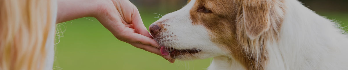 Compléments alimentaires pour chien