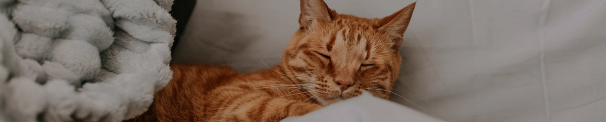 Entretien de la maison pour chat