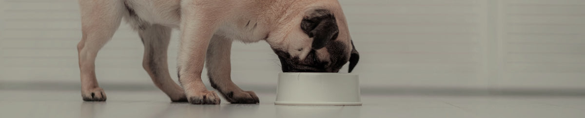 Alimentation hyperdigestible pour chien