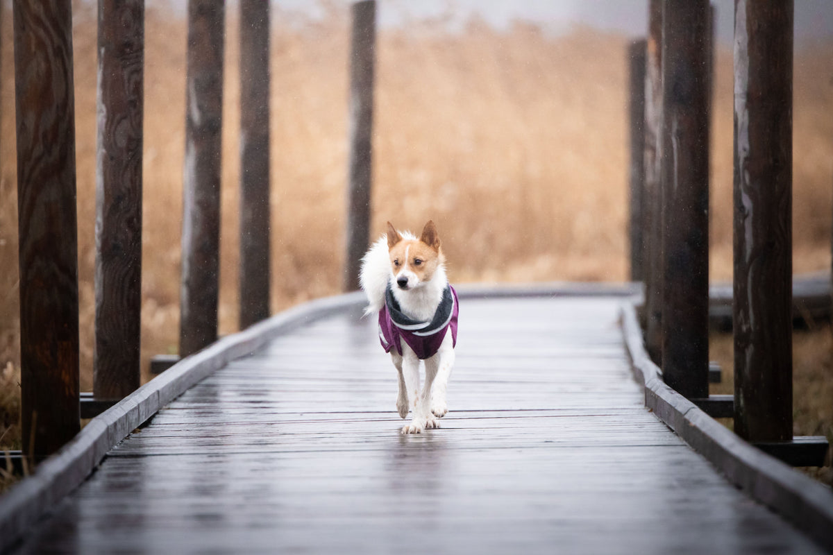 Pomppa Kevyt Manteau impermeable pour chien