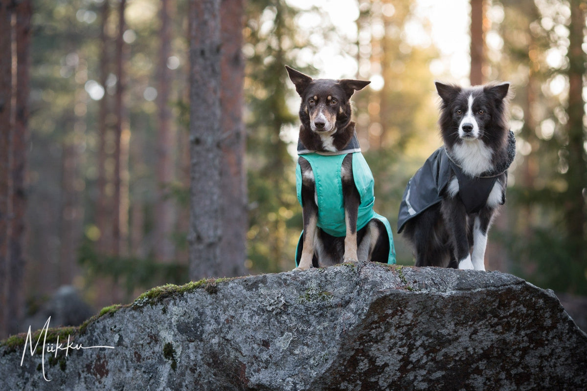 Pomppa Toppa manteau impermeable doublé pour chien Moyen
