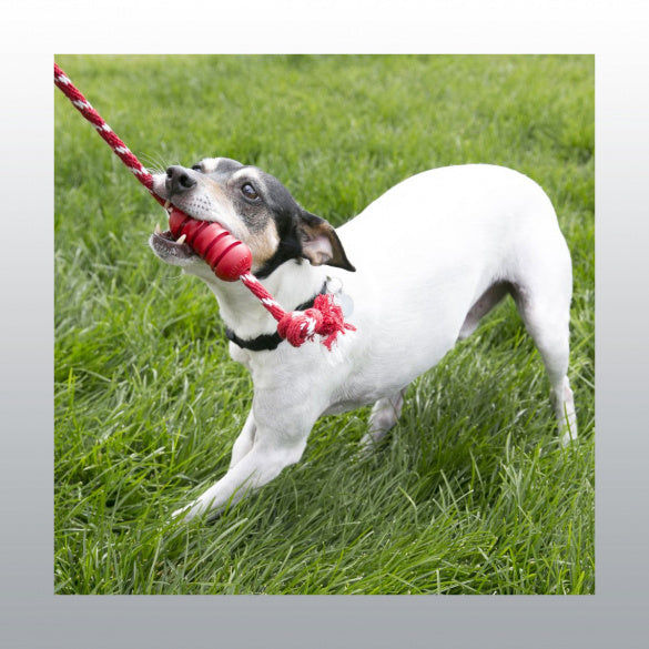 Jouet Dental Kong