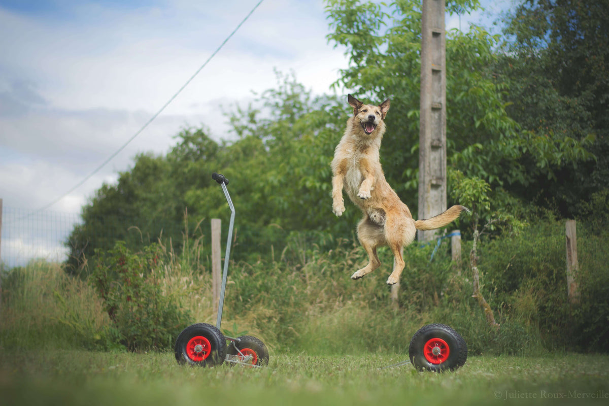 Bouge toit pour palissade d'Agility