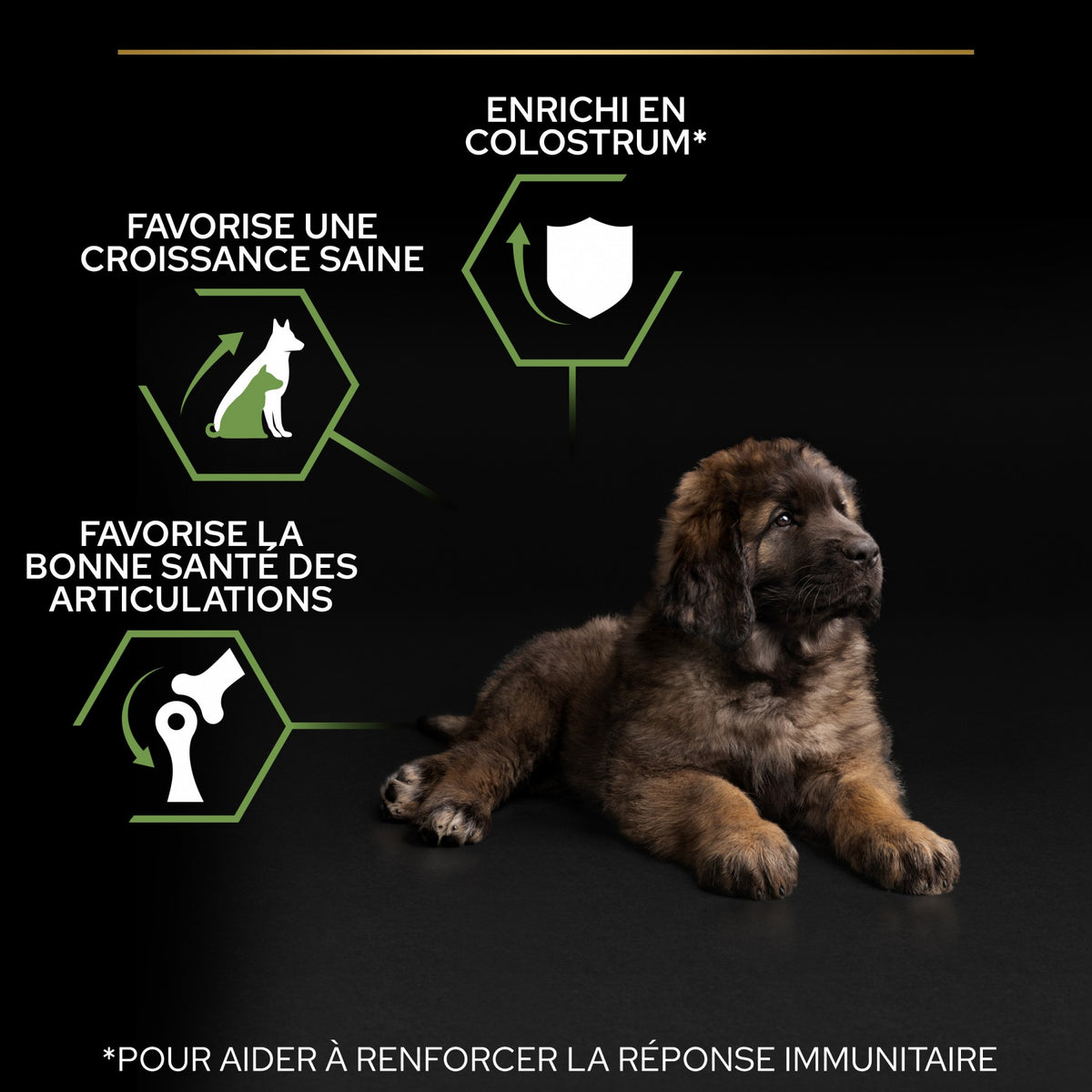 PRO PLAN Healthy Start Large Robust Puppy au Poulet - Croquettes pour chien