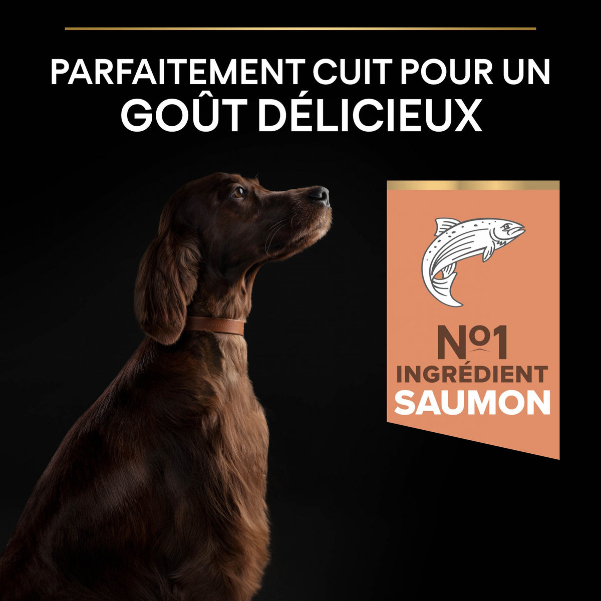 PRO PLAN Sensitive Skin Large Athletic Adult au Saumon - Croquettes pour chien