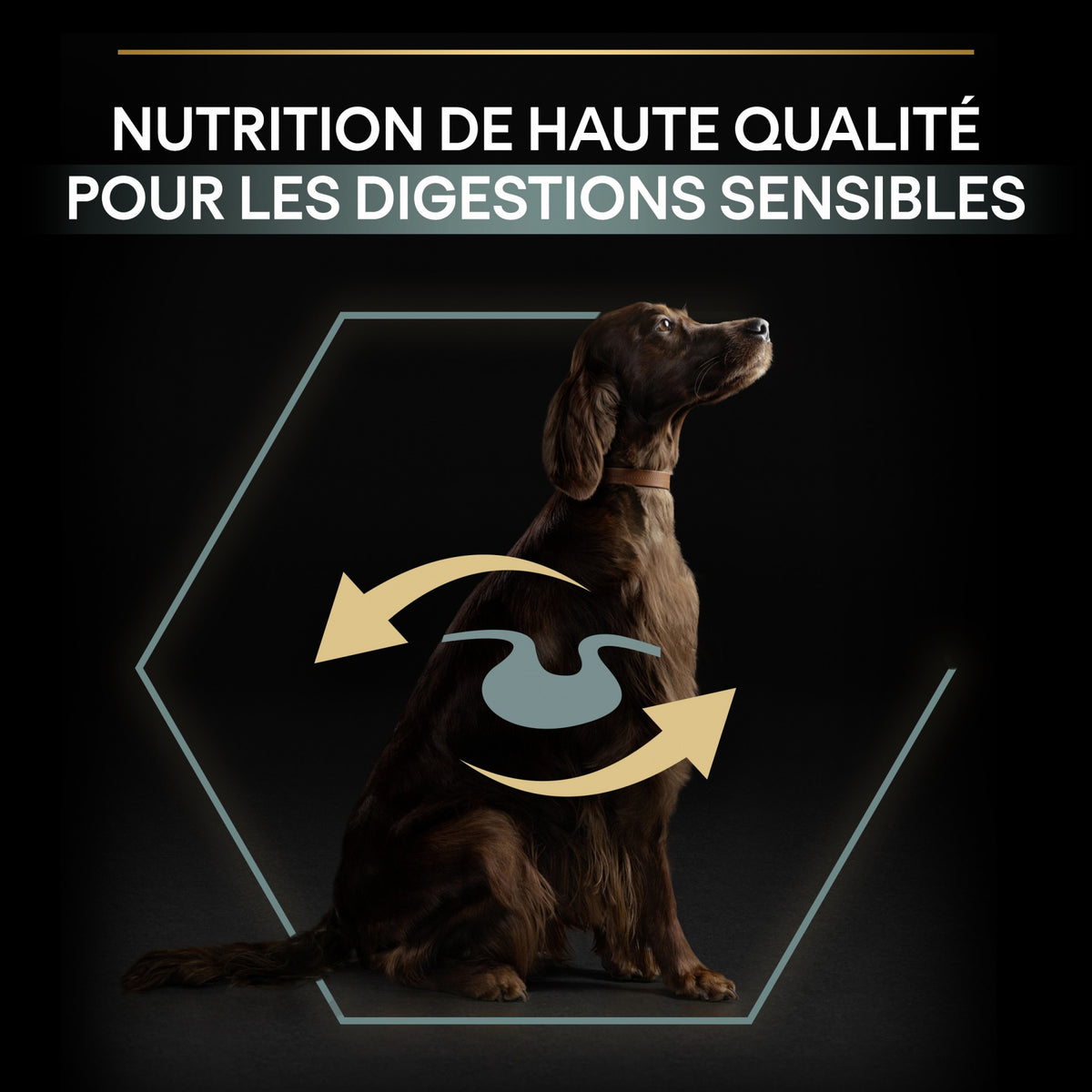 PRO PLAN Sensitive Digestion Large Athletic Adult à la Agneau - Croquettes pour chien